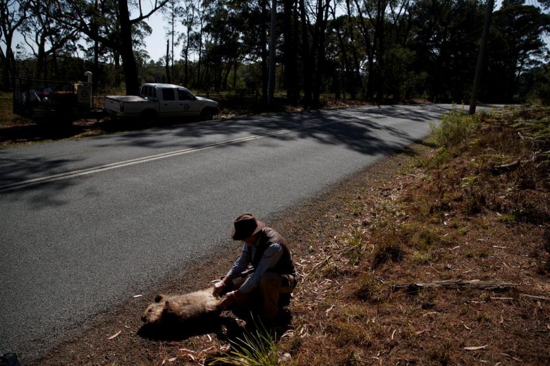 Australia volunteers feed wild wombats affected by bushfires@Reuters