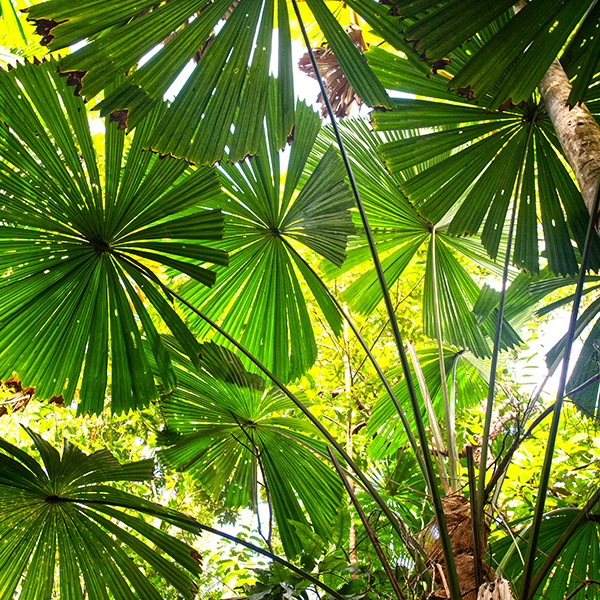 Daintree forest exploration