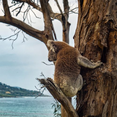 Koala overlooking Great Ocean Rd, Australia