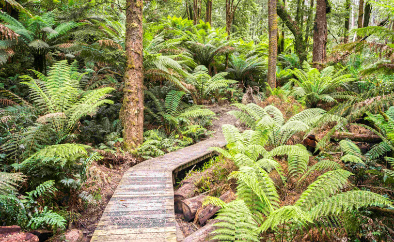 Otway National Park ferns, boardwalks, Australia