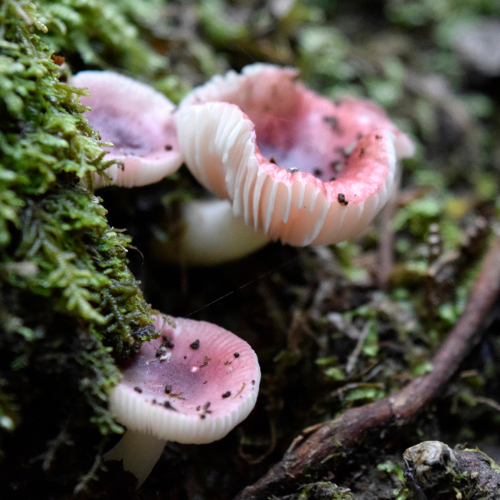 Tarra-bulga wild mushrooms, Australia