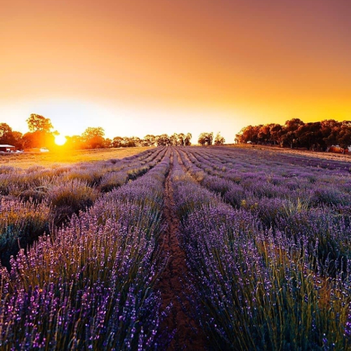 Yanchep Lavender, Australia @amazing_wa
