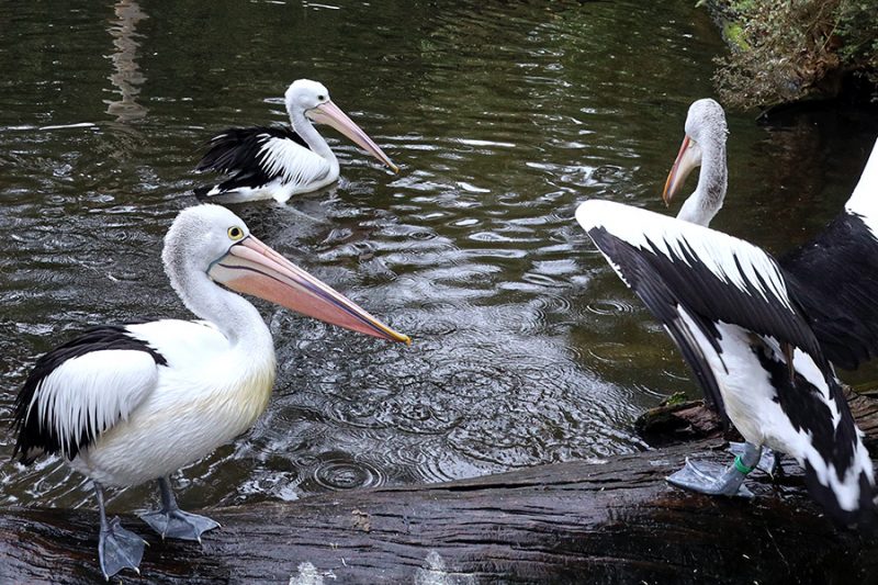 Australian pelicians, Healesville