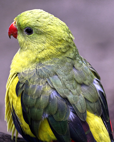 Healesville green parrot