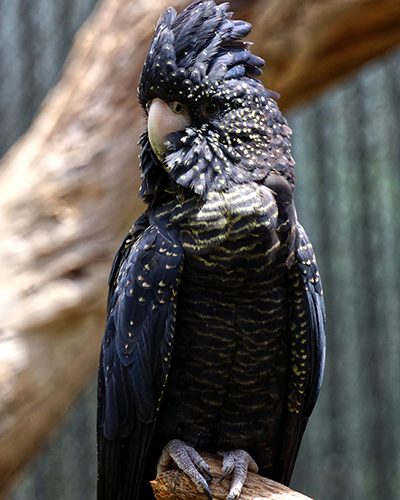 Healesville parrots