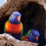 Healesville red parrots