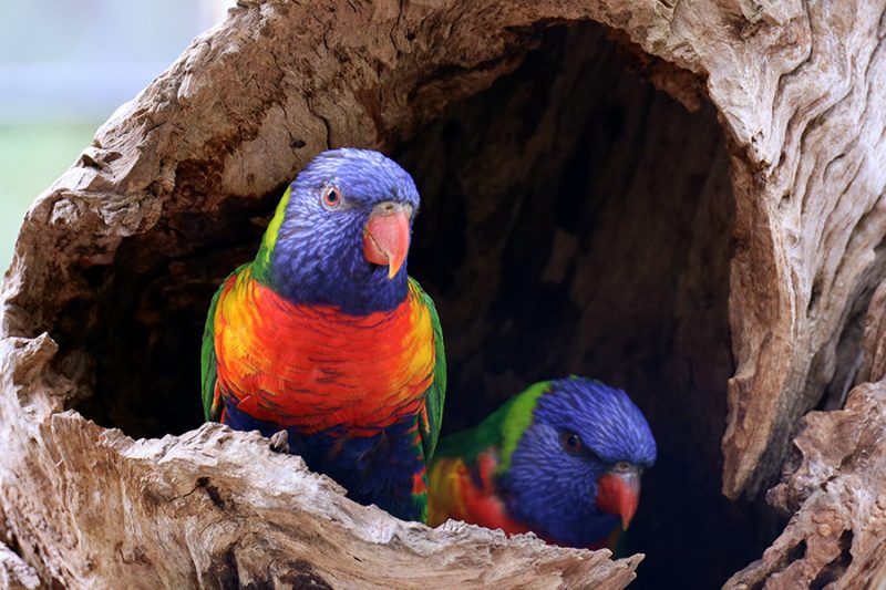 Healesville parrots red carrots