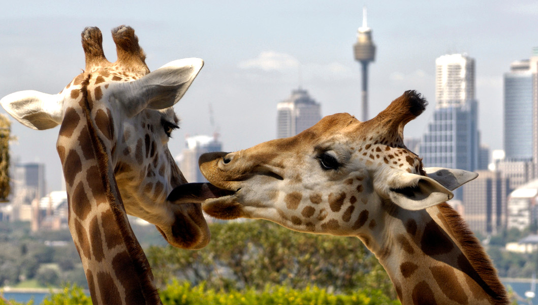 Giraffes at Sydney,s Taronga Park Zoo with the city in the background, Australia