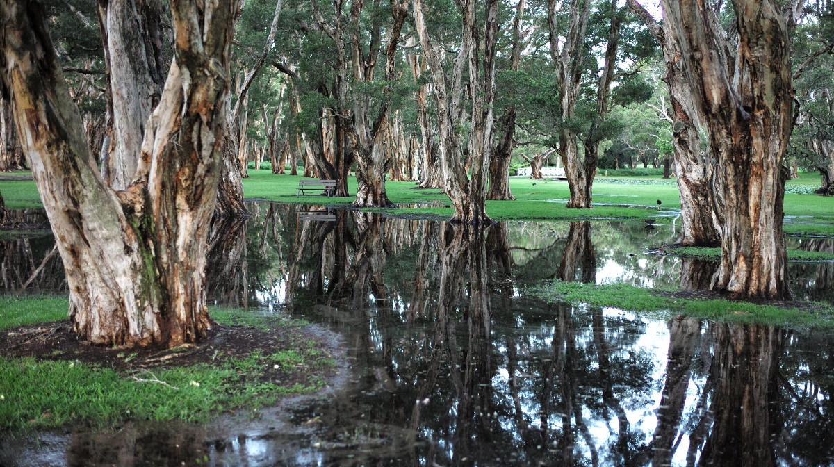 Trees reflected in the water of Centennial Parklands Sydney, Australia
