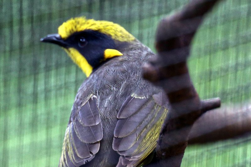 healesville birds