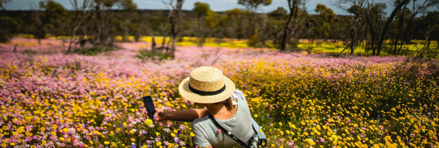 Wildflowers, Australia @Australia's Golden Outback