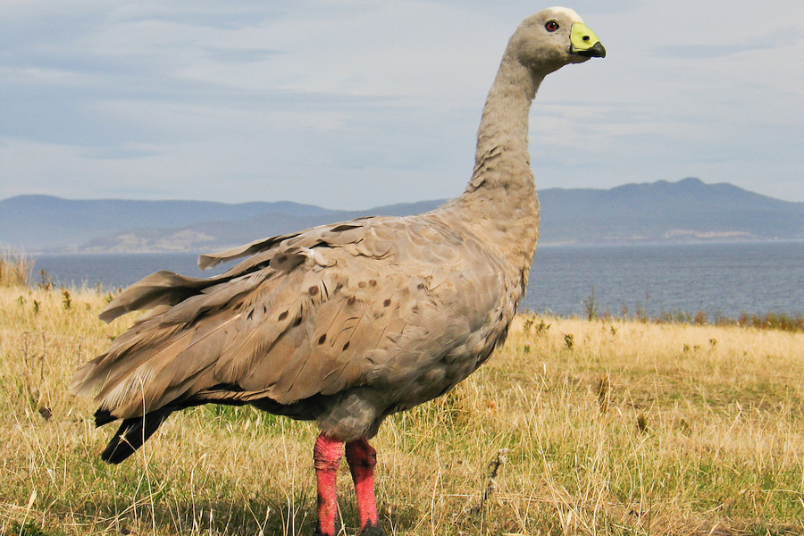 Cape Barren Goose, Maria Island National Park, Tasmania, Australia@Tom Dempsey, photoseek. com