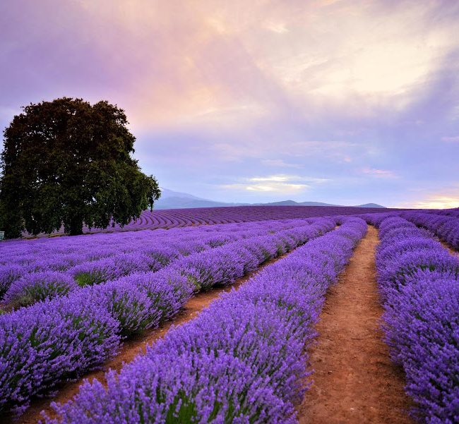 Lavender Farm, Australia @Lap of Tasmania