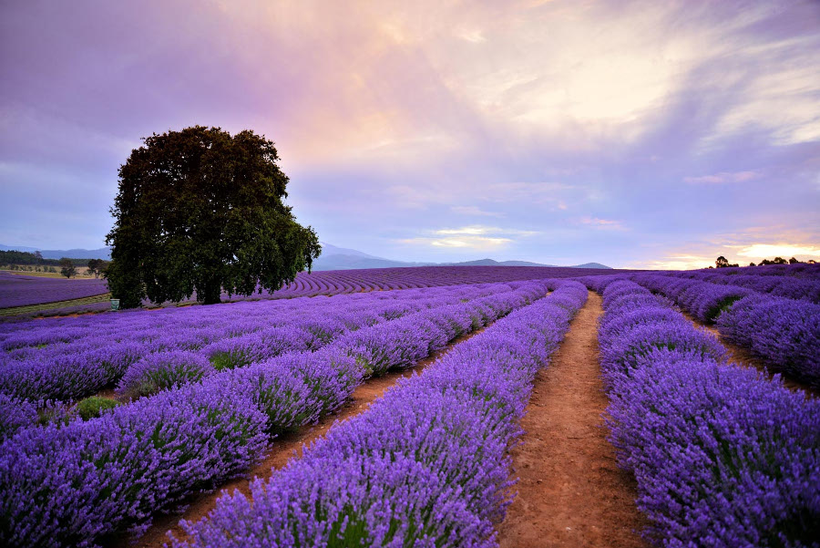 Lavender Farm, Australia @Lap of Tasmania