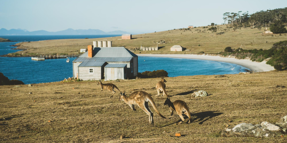 Maria Island with kangaroos, Australia @Parks Wildlife Service Tasmania