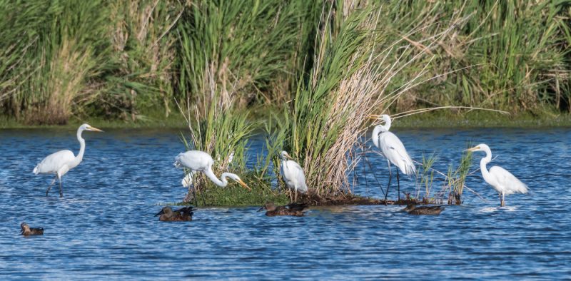 Great Egret, Tamar Island Wetlands Centre, Australia @Helen Cunningham