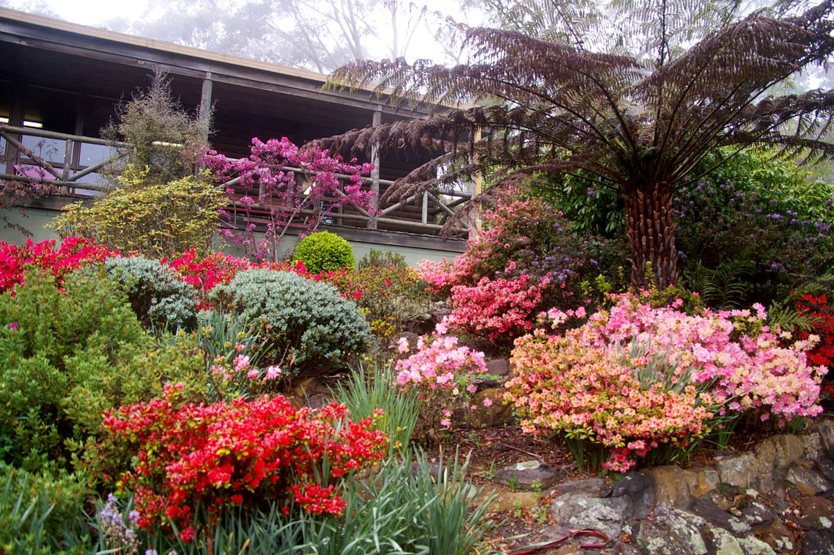 @The Campbell Rhododendron Gardens