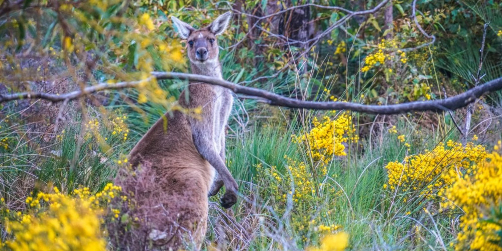 Ambergate Nature Reserve, Margaret River Region, Australia @Sean Blocksidge