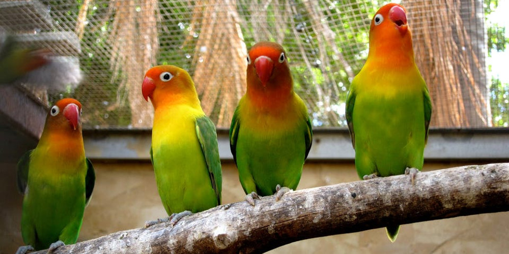 Australian Parrot Breeding Centre @Trust the Tick