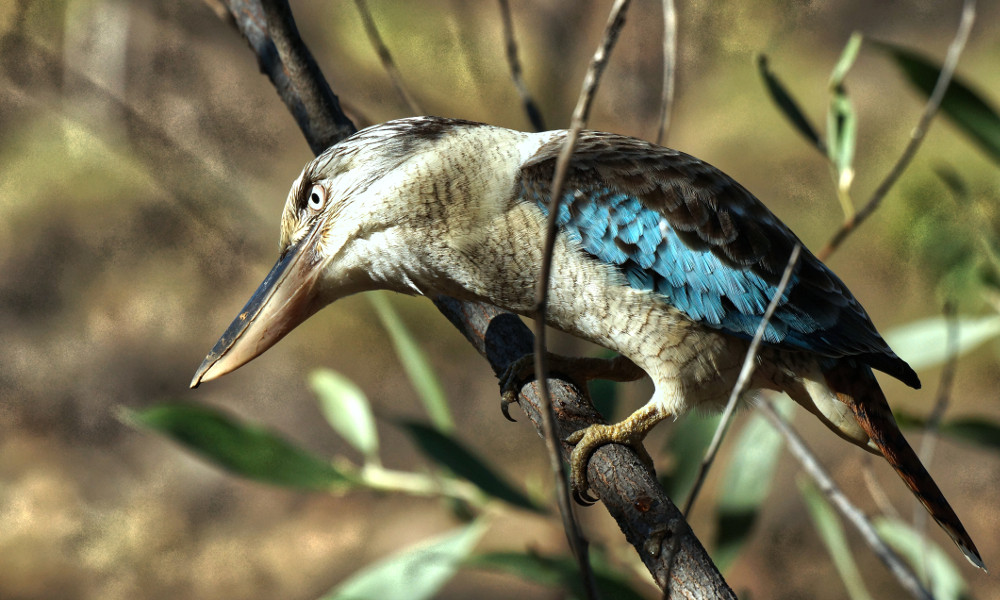 Blue-winged Kookaburra, Nitmiluk National Park, Australia