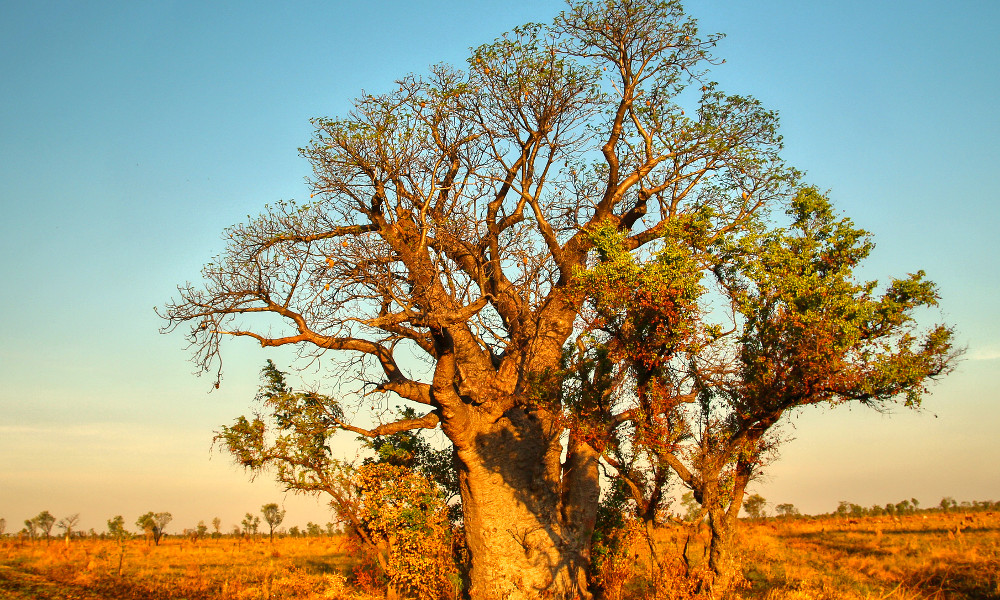 Mighty boab tree in Australian outback