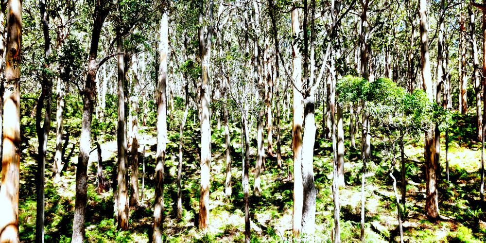 Enchanted Boranup Karri forest in Western Australia, Margaret River Region, Australia