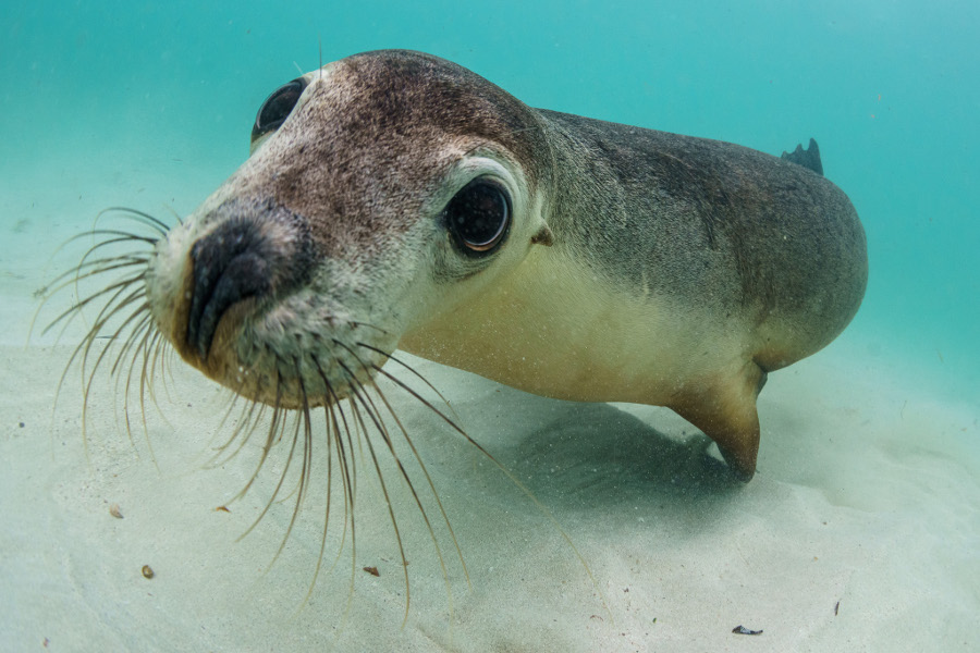 Australian sea lion at Jurien Bay, Western Australia @Simon-J-Pierce