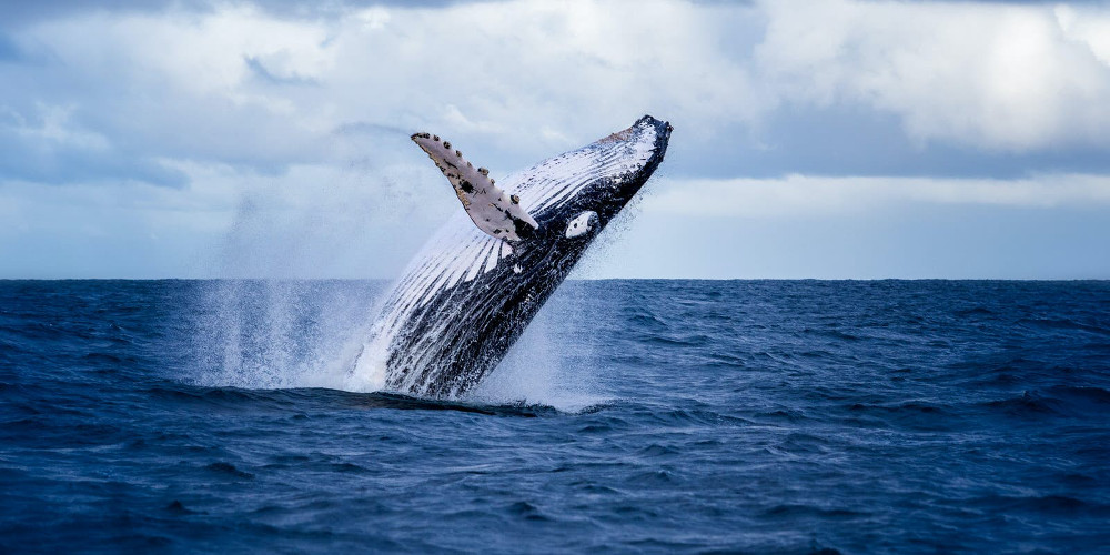 Whale Trail, Margaret River Region, Australia @Lonely Planet