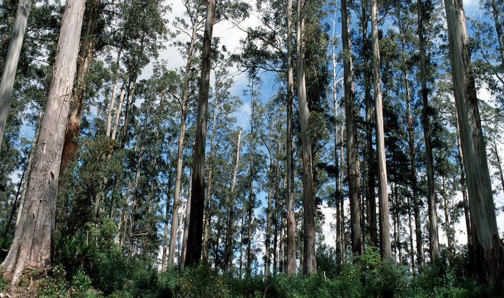 Mountain Ash forests, Australia @Wikimedia Commons