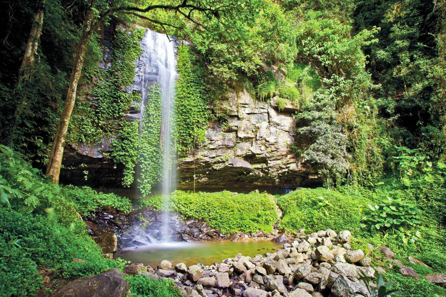 Crystal Shower Falls, Dorrigo National Park