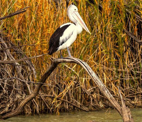 A pelican sitting on a branch above the River Murray Renmark, Australia