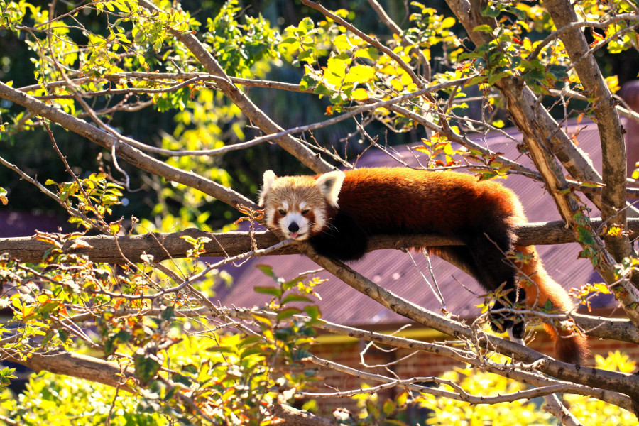 Adelaide Zoo red panda, Australia