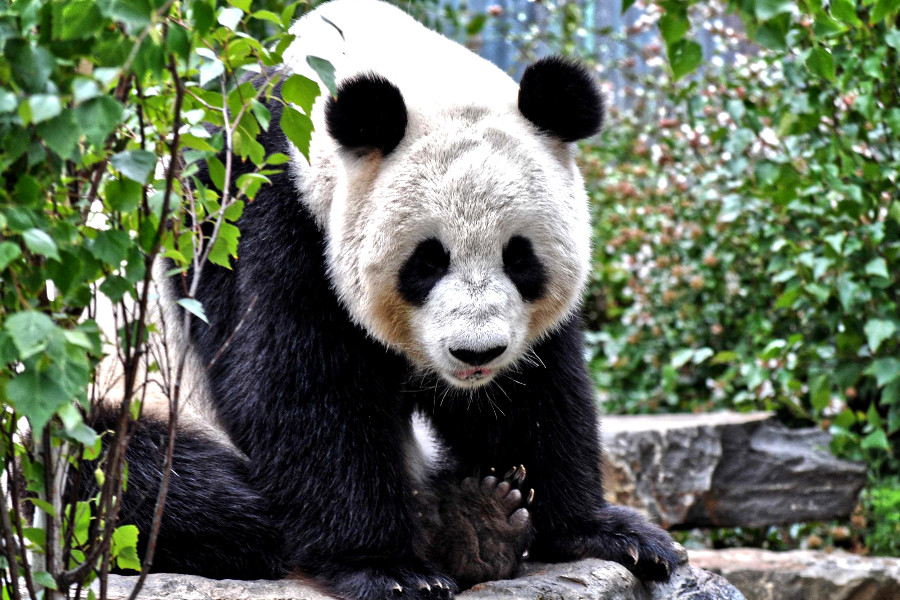 Adelaide Zoo star attraction Chinese panda, Australia