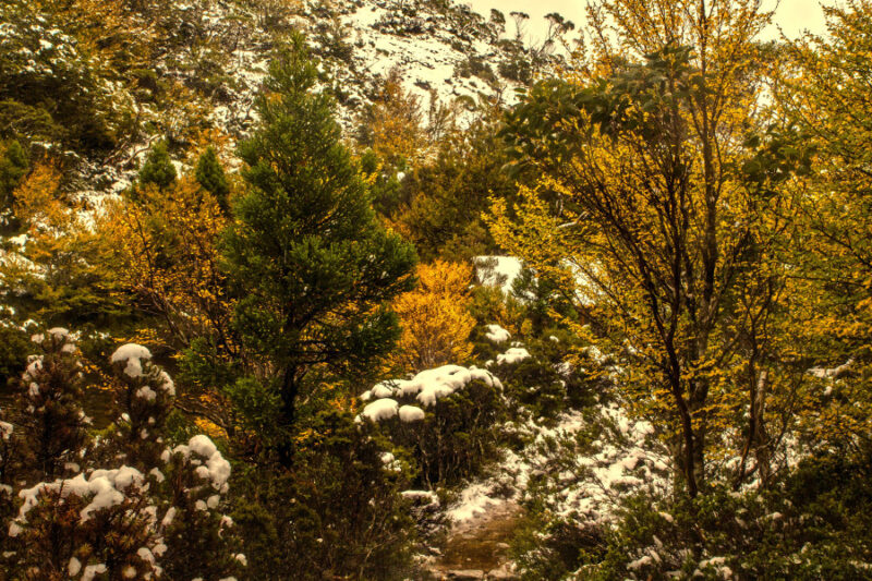 Autumn colours Lake St Clair National Park Cradle Mountain