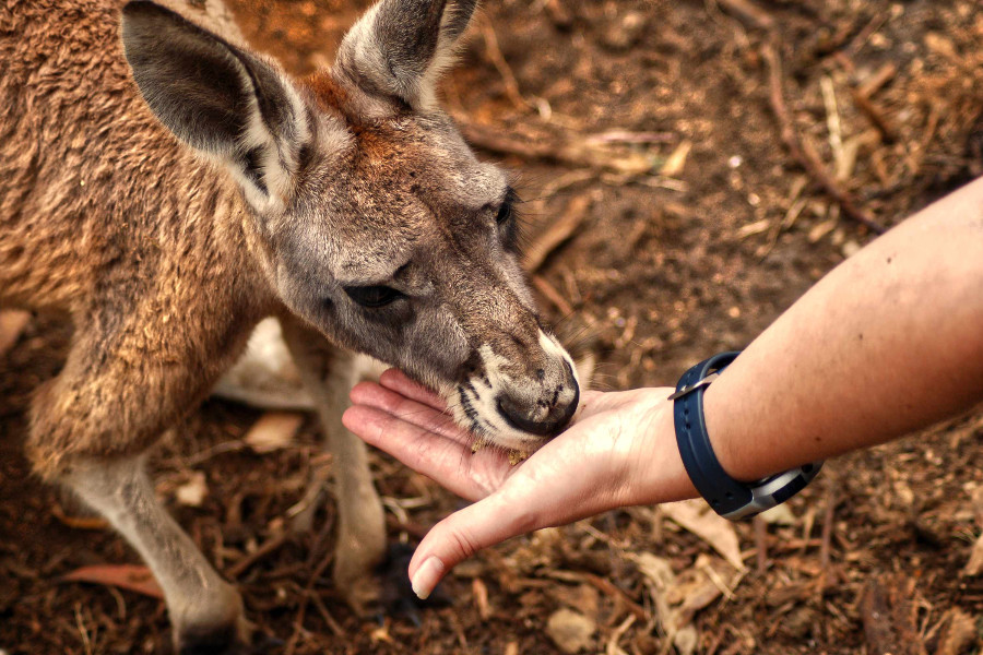 Cleland Wildlife Park hand feeding kangaroos, Australia