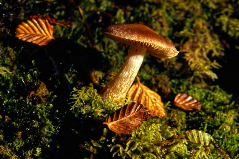 A Cortinarius Mushroom growing through moss on a Beech forest floor, Australia