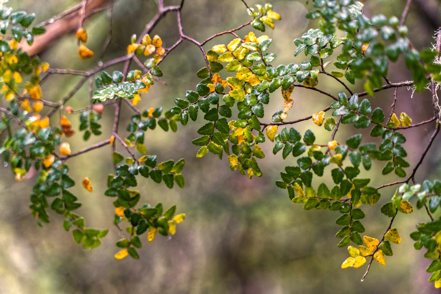 Fagus leaves turning yellow - Cradle Mountain autumn tints