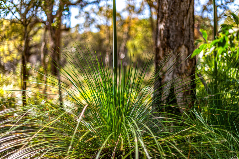 Grasstree Mornington National Park, Australia
