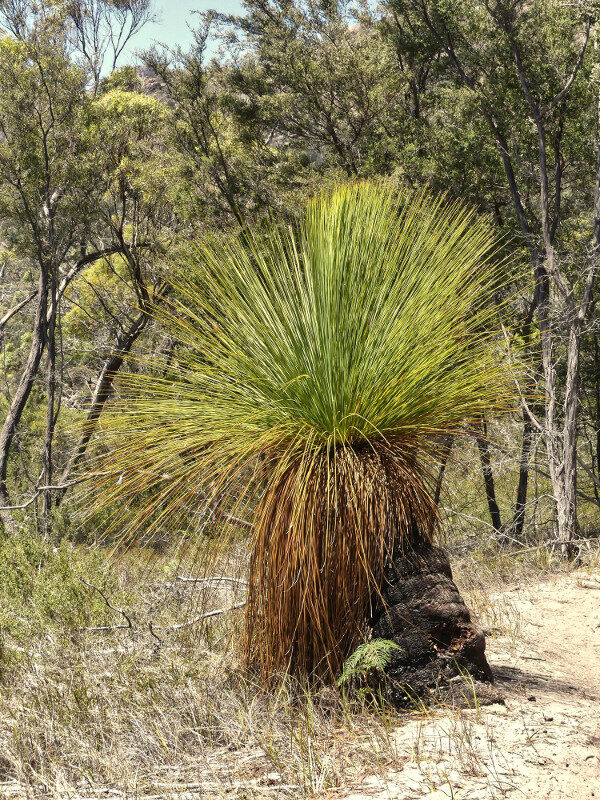 Grasstree, an Australian bushfire survivor, Australia