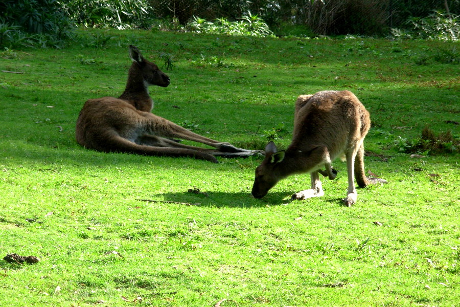 Kangaroos, Warrawong Wildlife Sanctuary, Australia @ZooChat