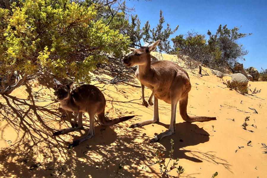 Kangaroos, wildlife, Pinnacles, Nambung National Park, Australia