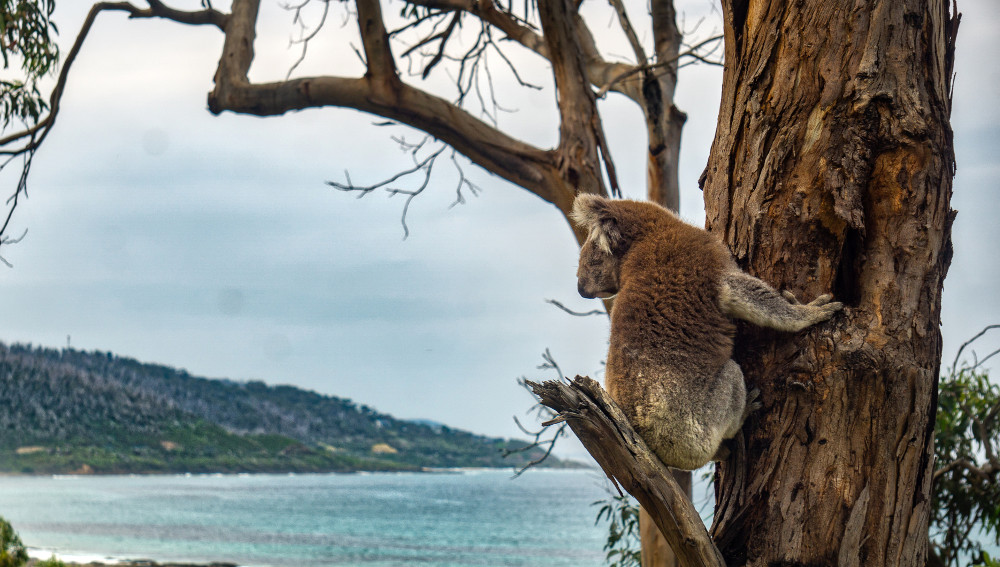 Koala overlooking Great Ocean Rd, Australia