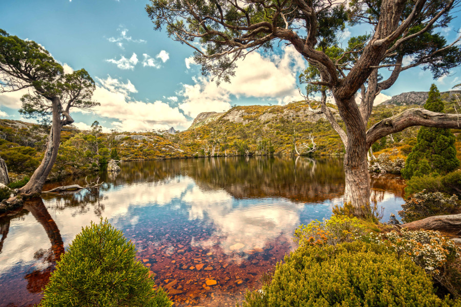 Lake St Clair National Park, Cradle Mountain conifers, foliage, Australia
