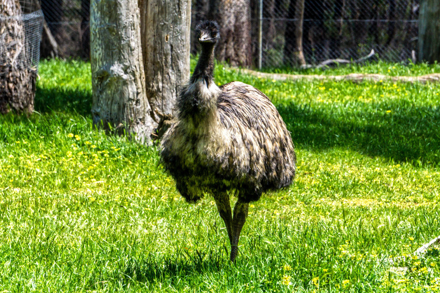 Large flightless Emu Cleland Wildlife Park, Australia