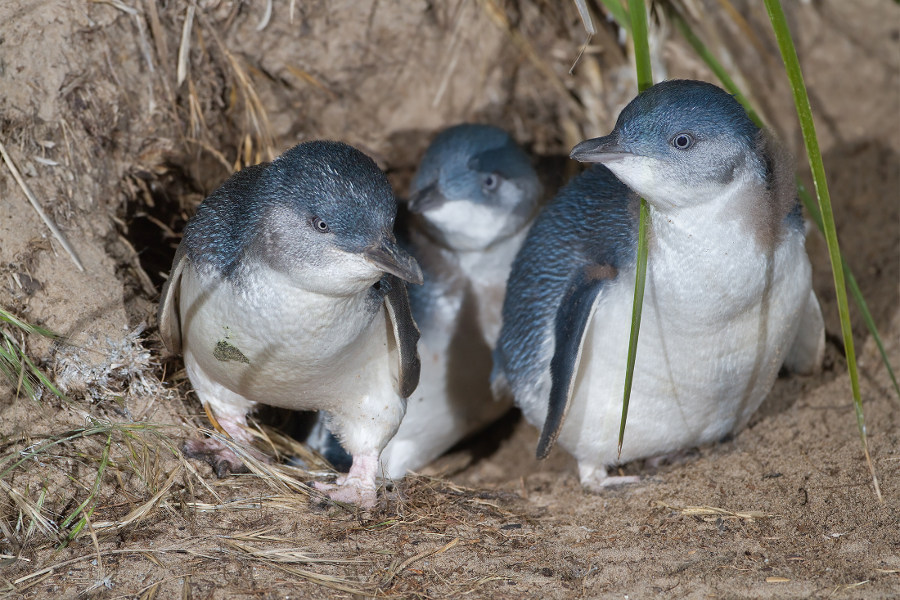 Little Penguins, Tasmania, Australia @John Harrison