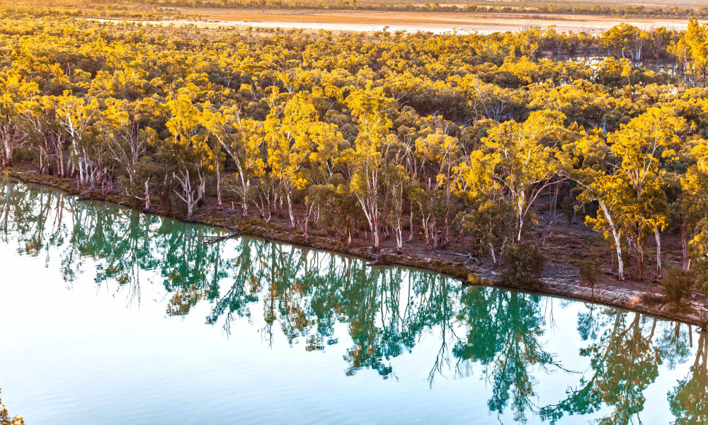 Mallee eucalyptuses reflecting in calm water of Murray River at sunset. Riverland, South Australia