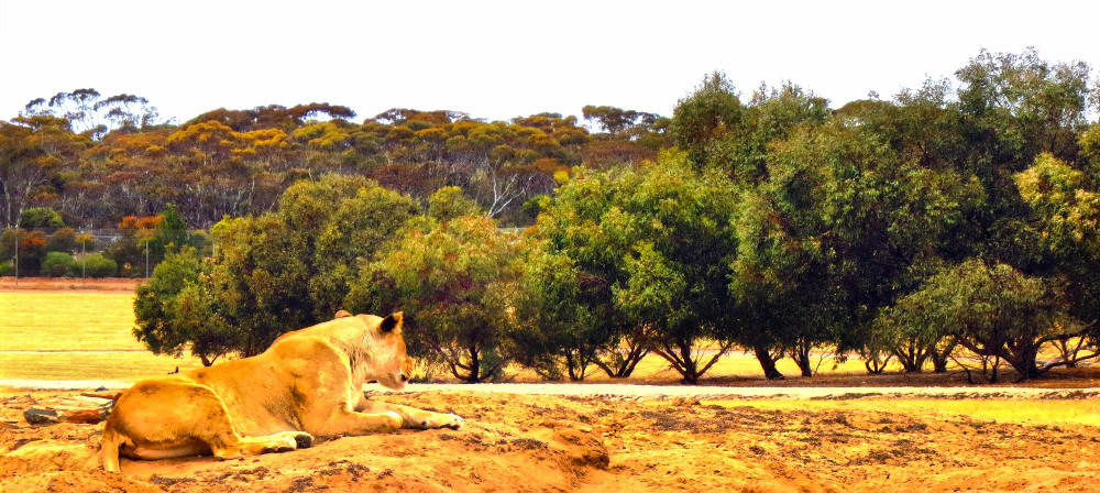 Monarto Safari Park South Australia sleeping lion, Australia