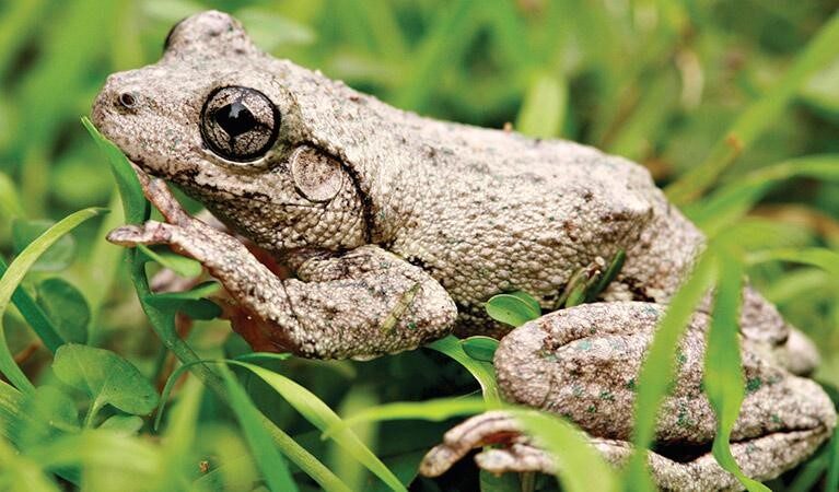 Peron's tree frog, Australia