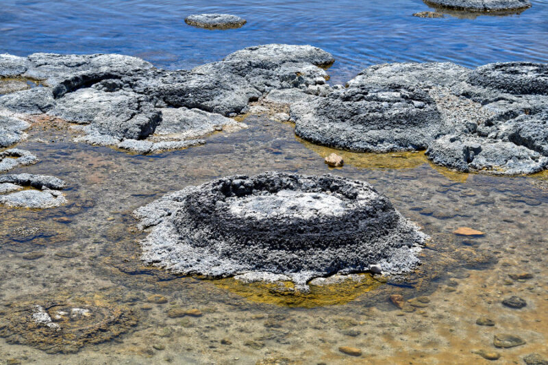 Saline Lake Thetis living organisms in the shallow water Nambung National Park, Australia