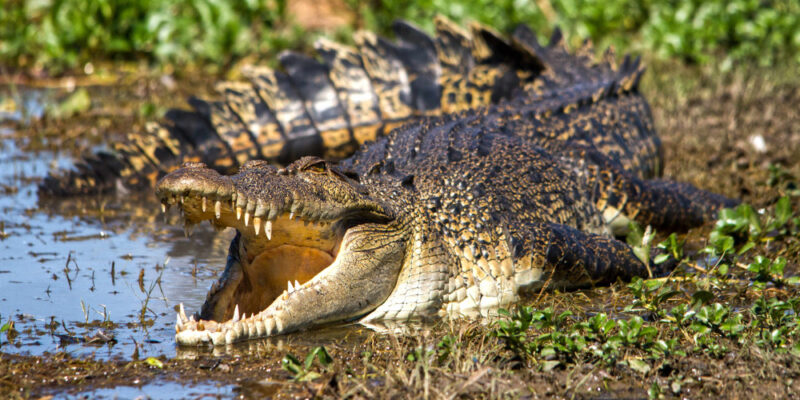 Saltwater Crocodile Daintree National Park, Queensland, Australia